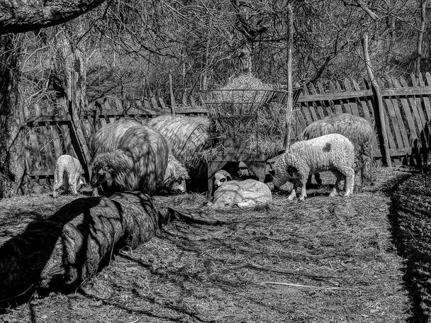 Černobílá fotografie skupiny ovcí, které jedí seno na zahradě. - Fotografie, Obrázek