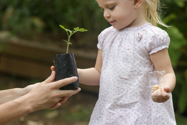 Διαδικασία μεταφύτευσης σπόρων. Γυναίκα και παιδί κρατούν το νεαρό φυτό έτοιμο να φυτευτεί στο χώμα. Ένα μικρό κοριτσάκι περνάει χρόνο στον κήπο με τα λαχανικά με τη μητέρα της. Ποιοτικός οικογενειακός χρόνος.  - Φωτογραφία, εικόνα