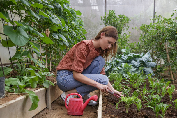 Νεαρή γυναίκα που εργάζεται στον κήπο λαχανικών του θερμοκηπίου. Μικρή οικογενειακή επιχείρηση υγιούς βιολογικής παραγωγής τροφίμων. Τοπικές γεωργικές αγορές και έννοια βιωσιμότητας. - Φωτογραφία, εικόνα