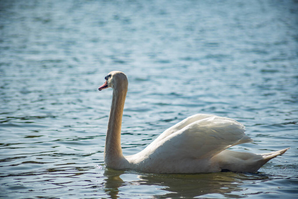 beautiful white swan swims in the lake in early spring in sunny weather - Photo, Image