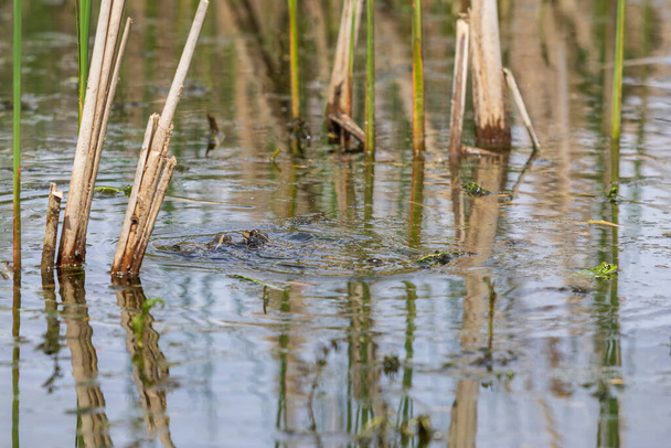 Лягушка в пруду размножается в естественной среде обитания. Фото дикой природы
. - Фото, изображение