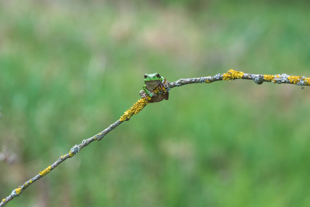 Zielona żaba drzewna - Hyla arborea - znajduje się na gałęzi drzewa przy stawie w swoim naturalnym środowisku. Zdjęcie dzikiej przyrody. - Zdjęcie, obraz