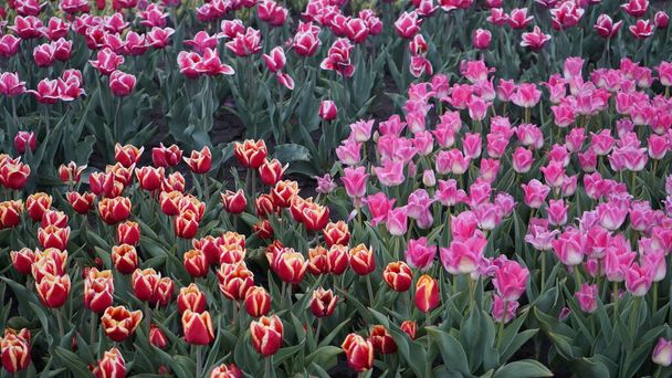 Parque com cores vibrantes. Muitas tulipas em flor. Exposição Tulip. Campo de tulipas multi-coloridas. Florística, muitas flores coloridas. Muitas tulipas.
.  - Foto, Imagem