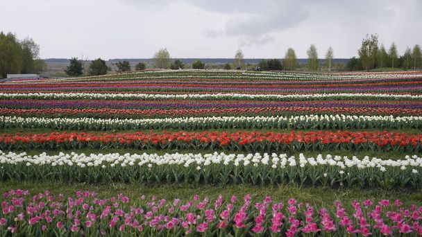 Park élénk színekkel. Sok virágzó tulipán. Tulipán kiállítás. A sokszínű tulipánok mezeje. Florisztika, sok színes virág. Sok tulipán..  - Fotó, kép