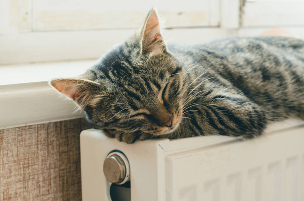 Полосатый котёнок спит на батарее возле окна.
 - Фото, изображение