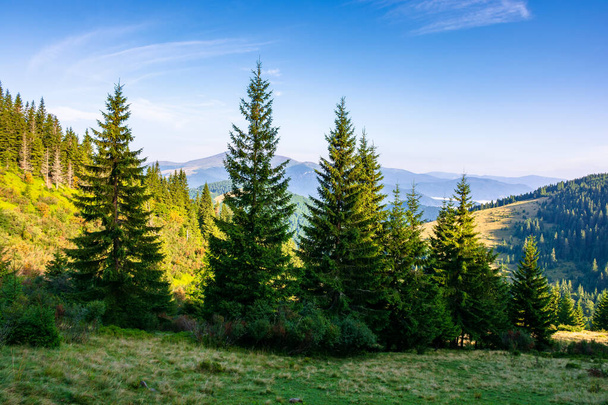 forest on the grassy meadow in mountains. beautiful sunny landscape with distant valley full of fog. amazing morning scenery - Foto, imagen