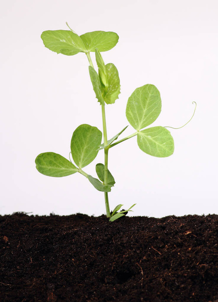 Pea plant growing in soil - Photo, Image