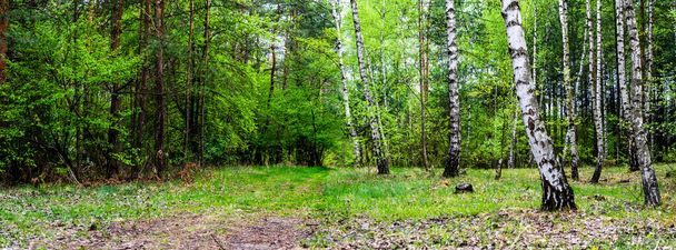 Jolie forêt de bouleaux et pins avec herbe verte luxuriante
 - Photo, image