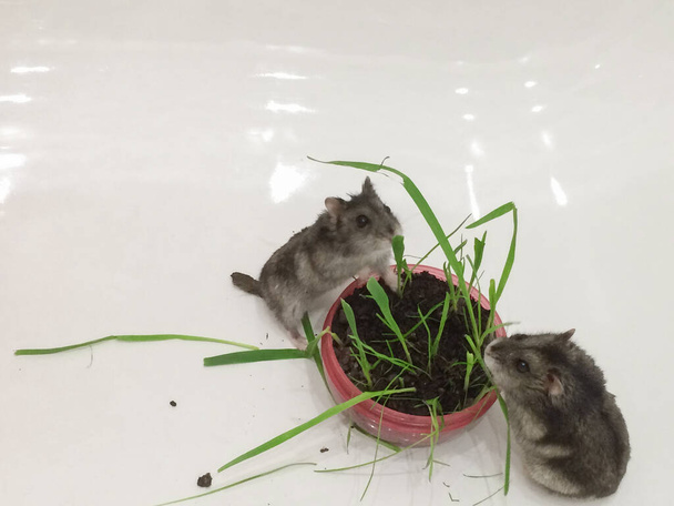 lemmikkieläinten ruoka ruoho syö pari dzungarialaista hamstereita
 - Valokuva, kuva