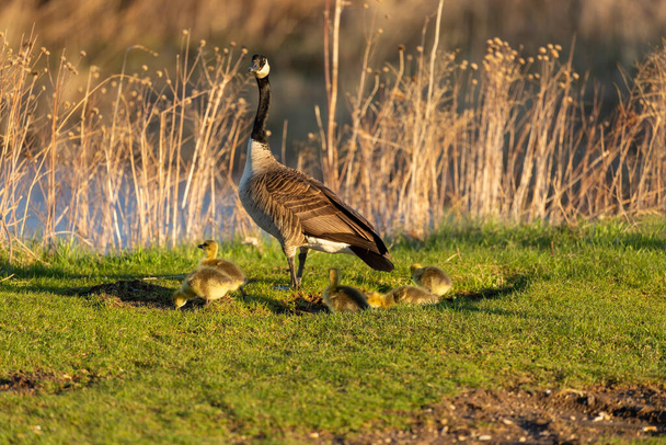 Canadian geese with goslings on the river - Photo, Image