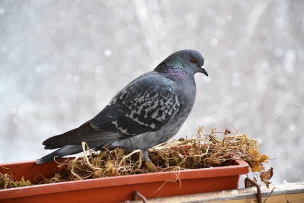 Single grey dove sitting on the balcony box, selective focus on the blurred Winter background   - Photo, Image