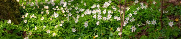 Valkoiset anemonit metsän lattialla tuoreilla vihreillä lehdillä keväällä
 - Valokuva, kuva