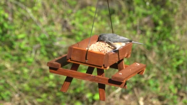Ένα φουντωτό ποντίκι τρώει σπόρους σε ένα ξύλινο τραπέζι πικ-νικ τροφοδότη πουλιών - Πλάνα, βίντεο