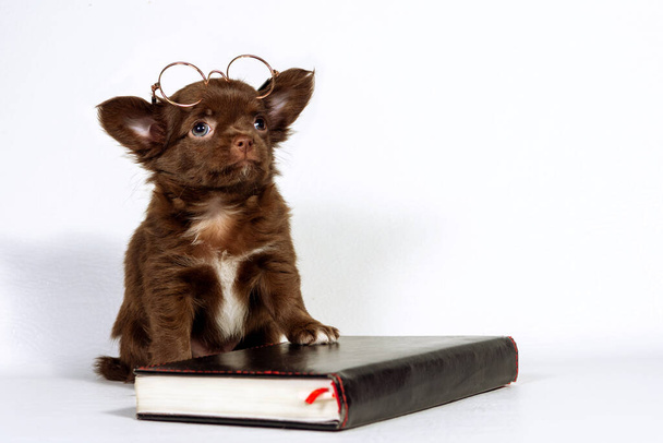 A small Chihuahua puppy with glasses is sitting next to a book. The concept of home schooling - Fotografie, Obrázek