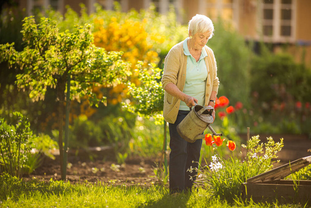 Senior woman doing some gardening in her lovely garden - watering the plants - 写真・画像