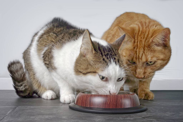 2匹のかわいい猫が一緒に猫の食べ物を食べるクローズアップ. - 写真・画像