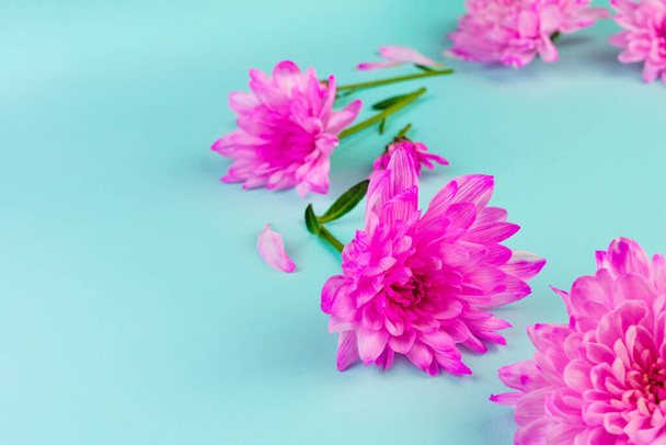Pink chrysanthemum flowers on Biscay green background. Summer, spring template with copy space - Foto, immagini