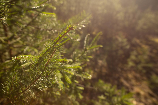Ζεστά χρώματα κίτρινο καφέ πράσινο κλαδί βελόνας δέντρο σε ένα ηλιόλουστο δάσος ηλιοβασίλεμα θολή φόντο πάρκο με δωρεάν χώρο αντίγραφο για κείμενο. Φωτογραφία σε ρετρό στυλ hipster της επεξεργασίας. - Φωτογραφία, εικόνα