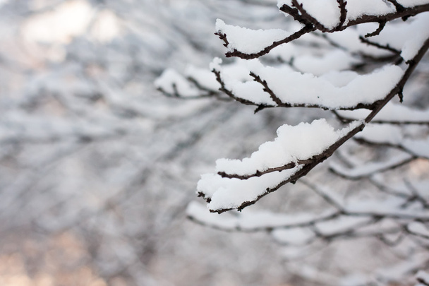 Rama de árboles helados en invierno - Foto, Imagen