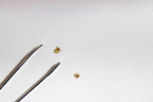 Κοντινό πλάνο δύο μικροσκοπικών νυμφών με τσιμπούρια και λαβίδες που απομονώνονται στο λευκό. Παράσιτα, εγκεφαλίτιδα, νόσος Lyme, εμβολιασμός και έννοιες υγείας. - Φωτογραφία, εικόνα