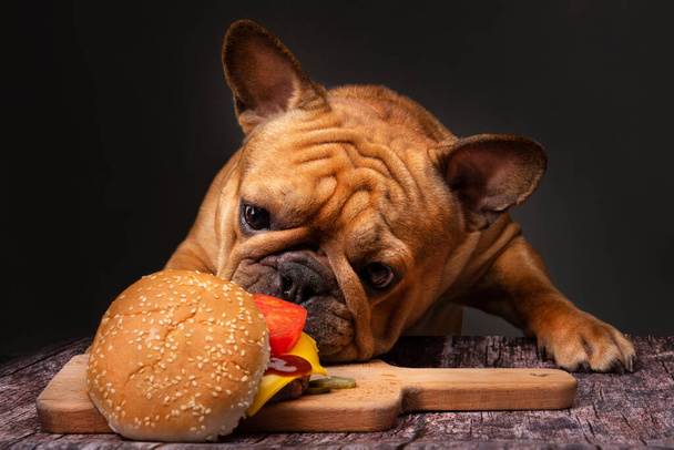 Французький бульдог їсть великого смаженого чізбургера на темному тлі. - Фото, зображення