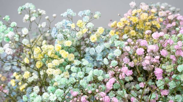 Multicolored gypsophila baby's-breath flower. Floral arrangement. - Foto, imagen
