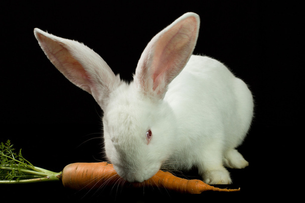 weißes Kaninchen auf schwarzem Hintergrund - Foto, Bild