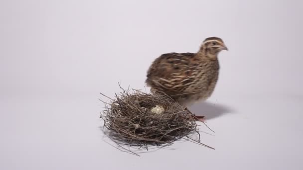 Quail in de buurt van het nest met eieren op een witte achtergrond - Video