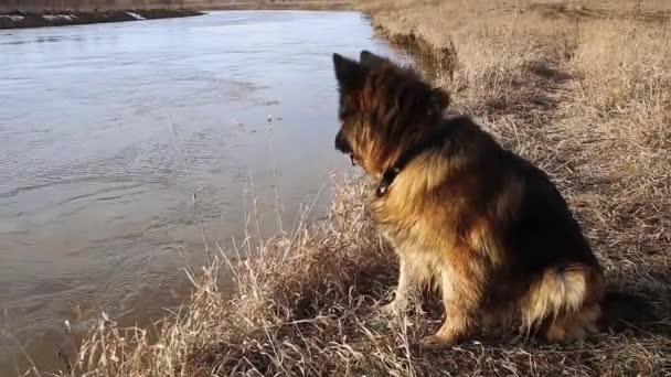 Pastor alemán perro se sienta en la orilla del río y mira el agua
. - Metraje, vídeo