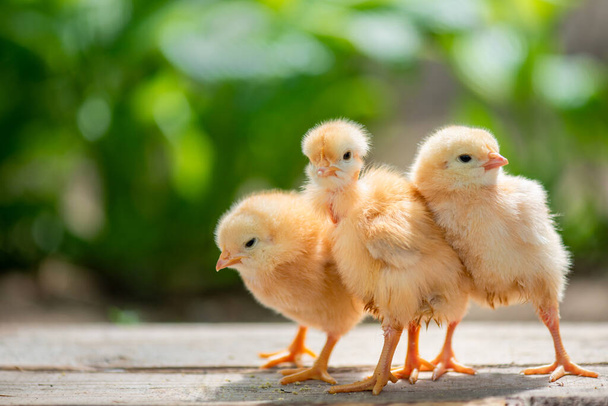Group of funny baby chicks on the farm - Photo, Image