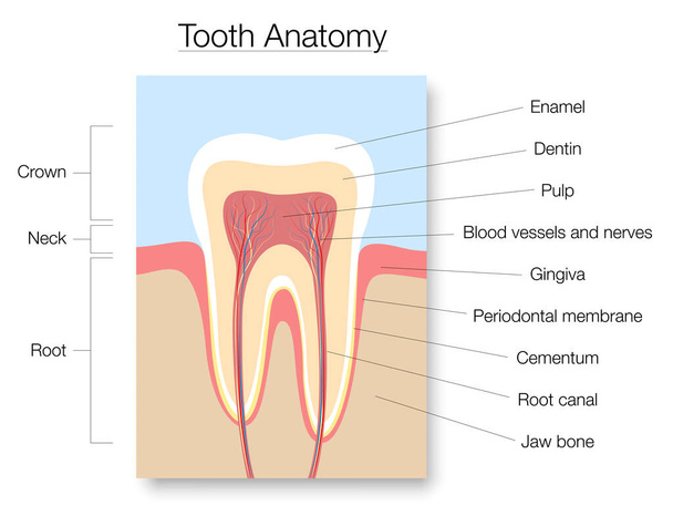 Tooth anatomy, medical labeled cross section chart with enamel, dentin, pulp, gingiva, blood vessels and nerves. Isolated vector illustration on white background.  - Vector, Image