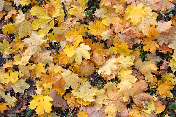 Tientallen gele gevallen esdoorn bladeren op de grond, top-vew - Foto, afbeelding