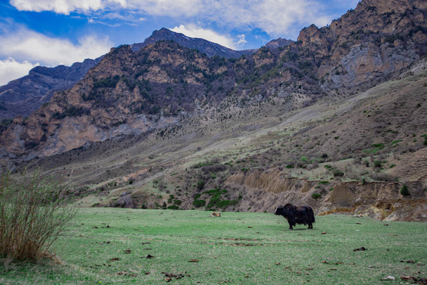 Búfalo en las montañas. Las montañas del Cáucaso. La naturaleza de las montañas
. - Foto, imagen