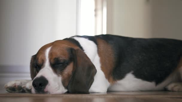 Un chien beagle fatigué et endormi repose sur un plancher de bois dans un salon lumineux
. - Séquence, vidéo