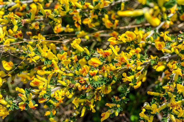 Flowering branch (Chamaecytisus ruthenicus) on natural background. Russian Broom (Chamaecytisus ruthenicus) in garden. Selective focus of flowering plant image. - Photo, Image