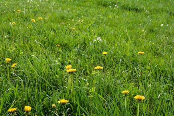 春の花の牧草地、黄色のタンポポの緑の牧草地 - 写真・画像