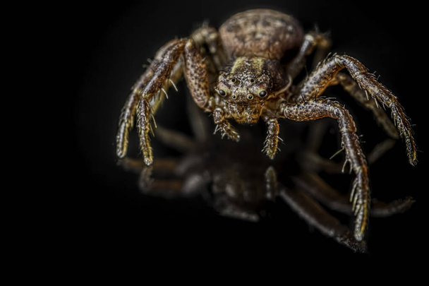 Siyah arkaplanda yaygın yengeç örümceği (Xysticus cristatus) - makro, yakın plan - sanat tasarımı - Fotoğraf, Görsel