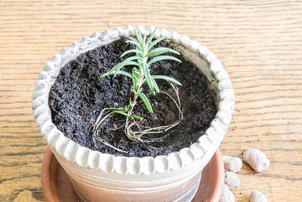 New rosemary plant with roots before potting on a wooden background. Ready for planting. Pot with drainage and ground, prose landing, step by step - Photo, Image