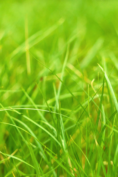 Сочная зеленая весенняя трава. Абстрагируясь от лета, фоновая текстура окрашивается в ярко-зеленый цвет. Мягкий фокус Новый крупный план ярко-зеленая трава в парке или футбольное поле или гольф-двор
. - Фото, изображение