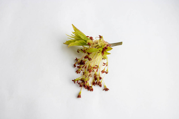 Λουλούδι αμερικάνικου σφενδάμου στάχτης. Το Acer negundo είναι ένα είδος σφενδάμου ενδημικό στη Βόρεια Αμερική. Λουλούδι απομονωμένο σε λευκό φόντο - Φωτογραφία, εικόνα