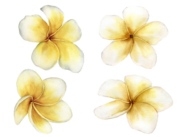 Watercolor plumeria set. Hand painted tropical flowers isolated on white background. Frangipani. Floral illustration for design, print, fabric or background. - Photo, Image