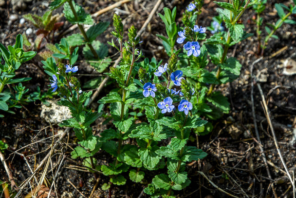 Krásná Veronica Chamadris - modré květy na jaře. Na jaře, Veronica Chamaedrys kvete v divočině - Fotografie, Obrázek