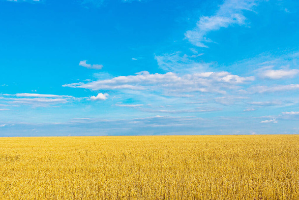 blue sky with clouds over yellow wheat field - Fotoğraf, Görsel
