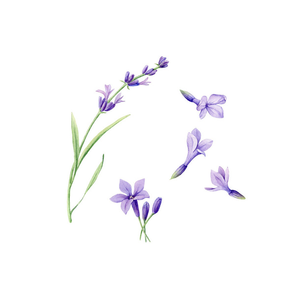 Sada ručně kreslených akvarelů botanické ilustrace čerstvých levandulových květin. Prvek pro design pozvánek, webových stránek, pozvánek na svatbu, textilu a dalších předmětů. Izolováno na bílém. - Vektor, obrázek