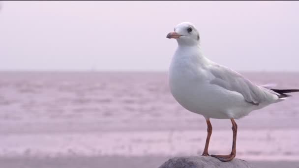 Möwe hockt auf Brückengeländer, während die anderen herumfliegen, verwirrter Vogel steht in Turbulenzen - Filmmaterial, Video