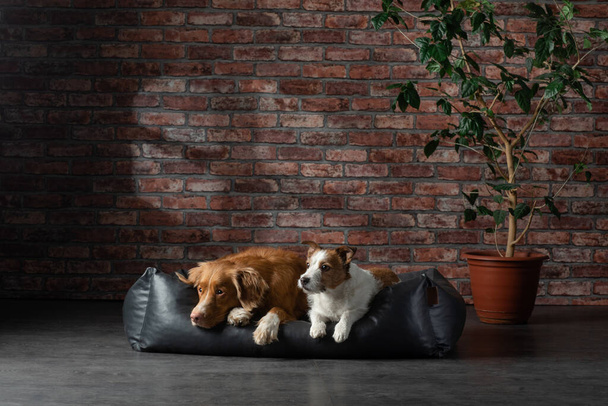 perro en un sofá de cuero en el interior de un loft. mascota está en casa en el fondo de la pared de ladrillo
.  - Foto, imagen