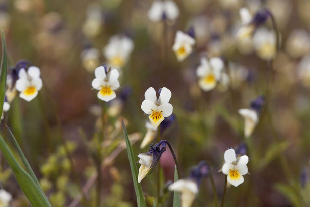 Field pansies, Viola arvensis, in a meadow - Photo, Image