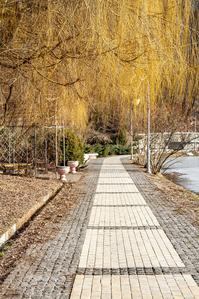 Плитка дороги в парке и ивовые ветви висят над ним в желтых тонах ранней весной в солнечный день. Вертикальное направление. Высокое качество фото
. - Фото, изображение