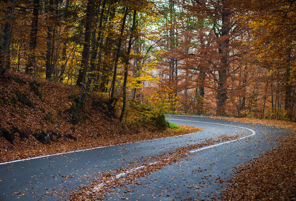 Arka planda sonbaharda virajlı yol - Fotoğraf, Görsel