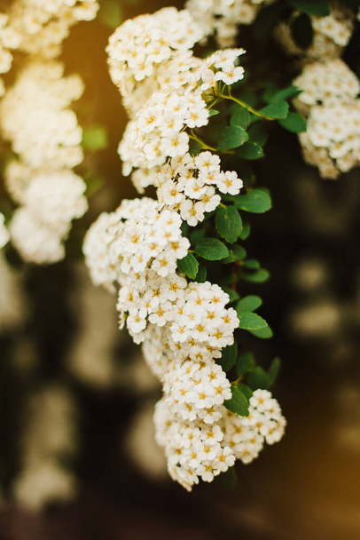 Bahçede çiçek açan beyaz çiçeğin inanılmaz doğa manzarası. Güneşli yaz veya bahar günlerinde çiçek dalları. Açan Spirea - Fotoğraf, Görsel